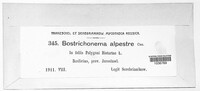 Bostrichonema alpestre image